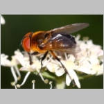 Phasia hemiptera - Raupenfliege w07.jpg